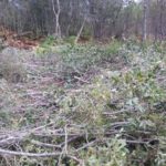 Gapahuk Skinnholmen_3