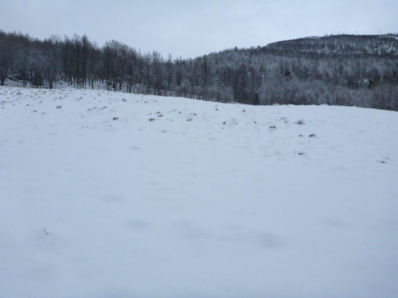 28.11.15 Rydding for akebakke i Engkollen (1)