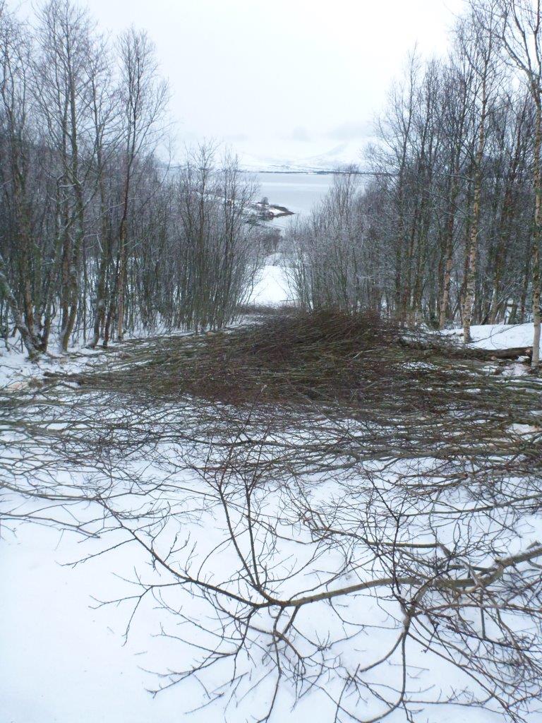 28.11.15 Rydding for akebakke i Engkollen (2)