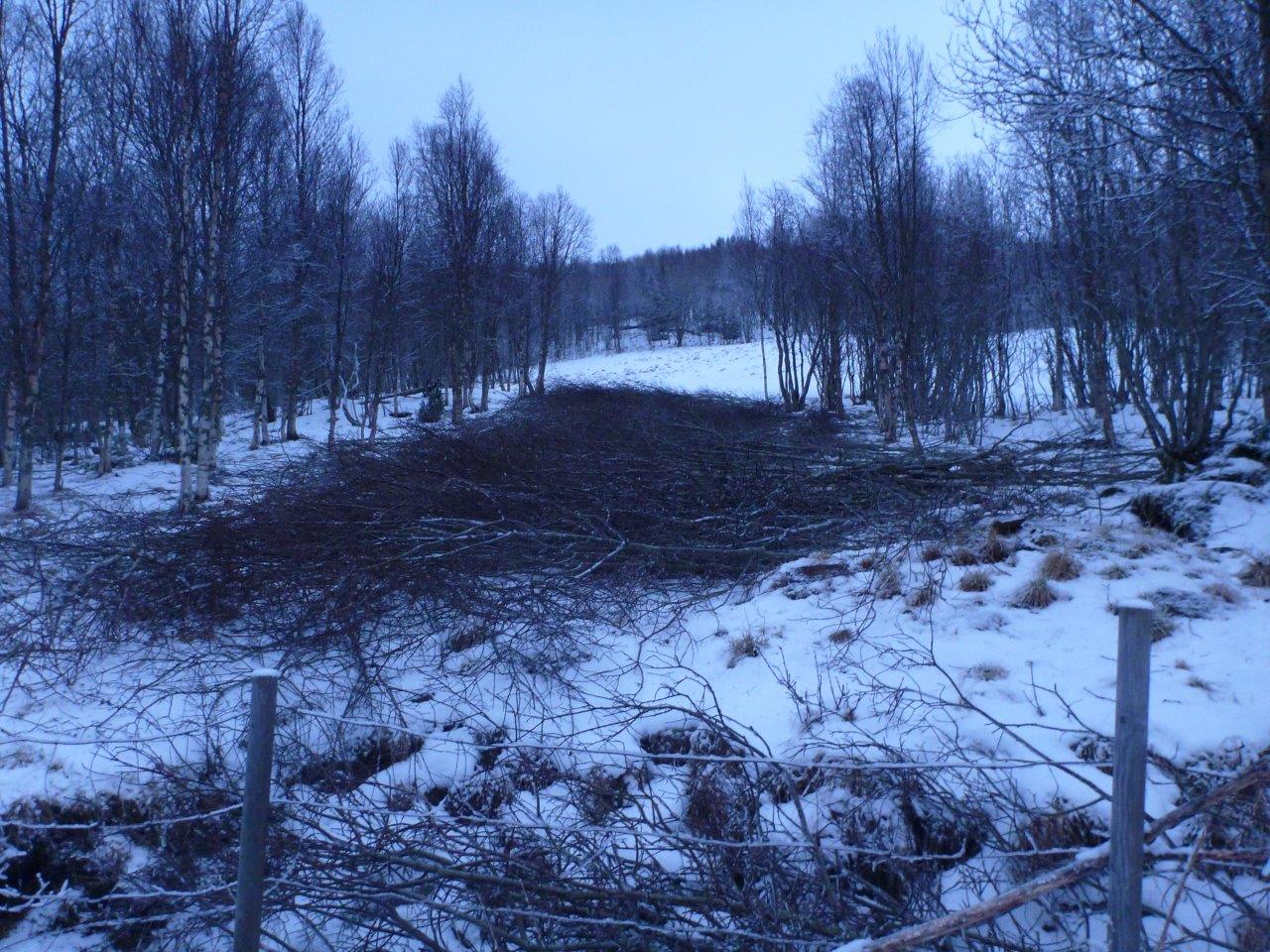 28.11.15 Rydding for akebakke i Engkollen (3)