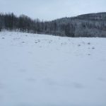 28.11.15 Rydding for akebakke i Engkollen (1)